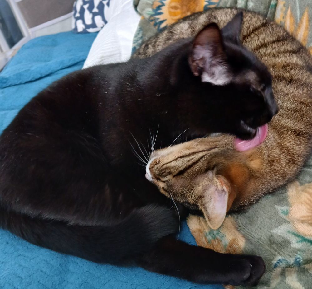 Une chatte noire (rosie) est allongée contre son frère (dewey) qui est tigré tabby. Rosie lèche le cou de Dewey, qui a lui même le museau enfoncé dans le cou de Rosie.