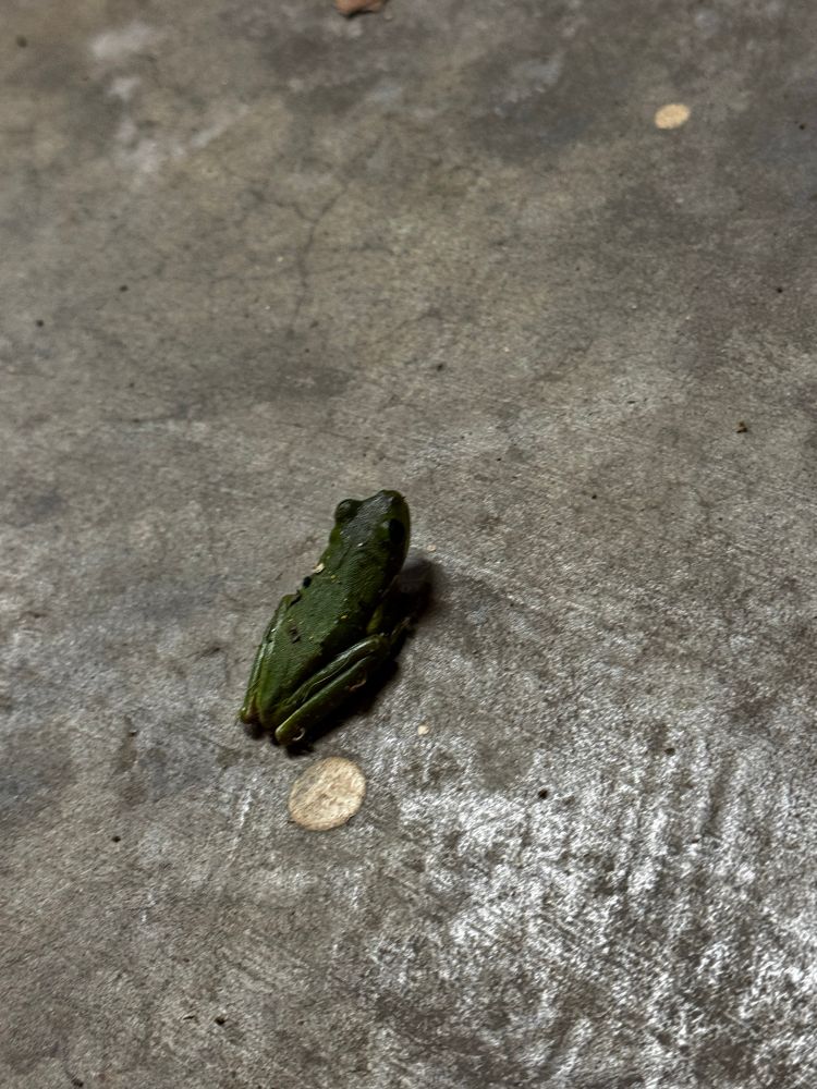 green tree frog