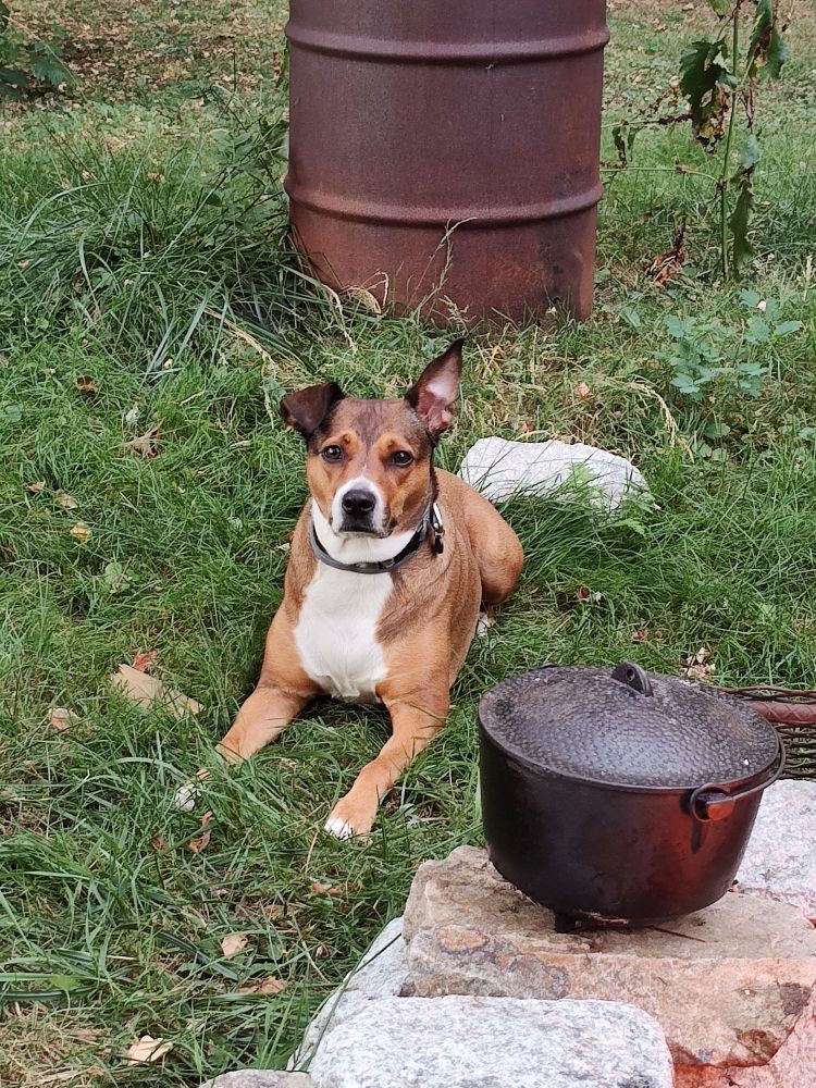 The cutest widdle flip flop puppy ears in the whole world, chilling next to my fire pit with the cast iron bean pot full of turkey and rice I just pulled out. 