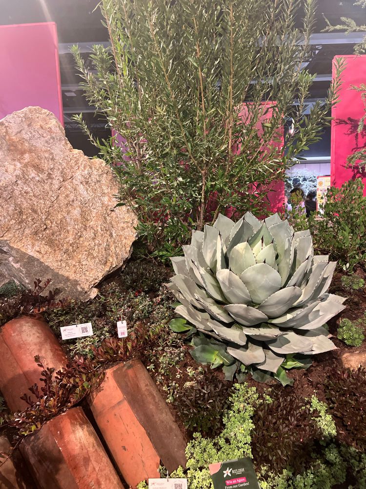 A garden bed display featuring a large agave. 