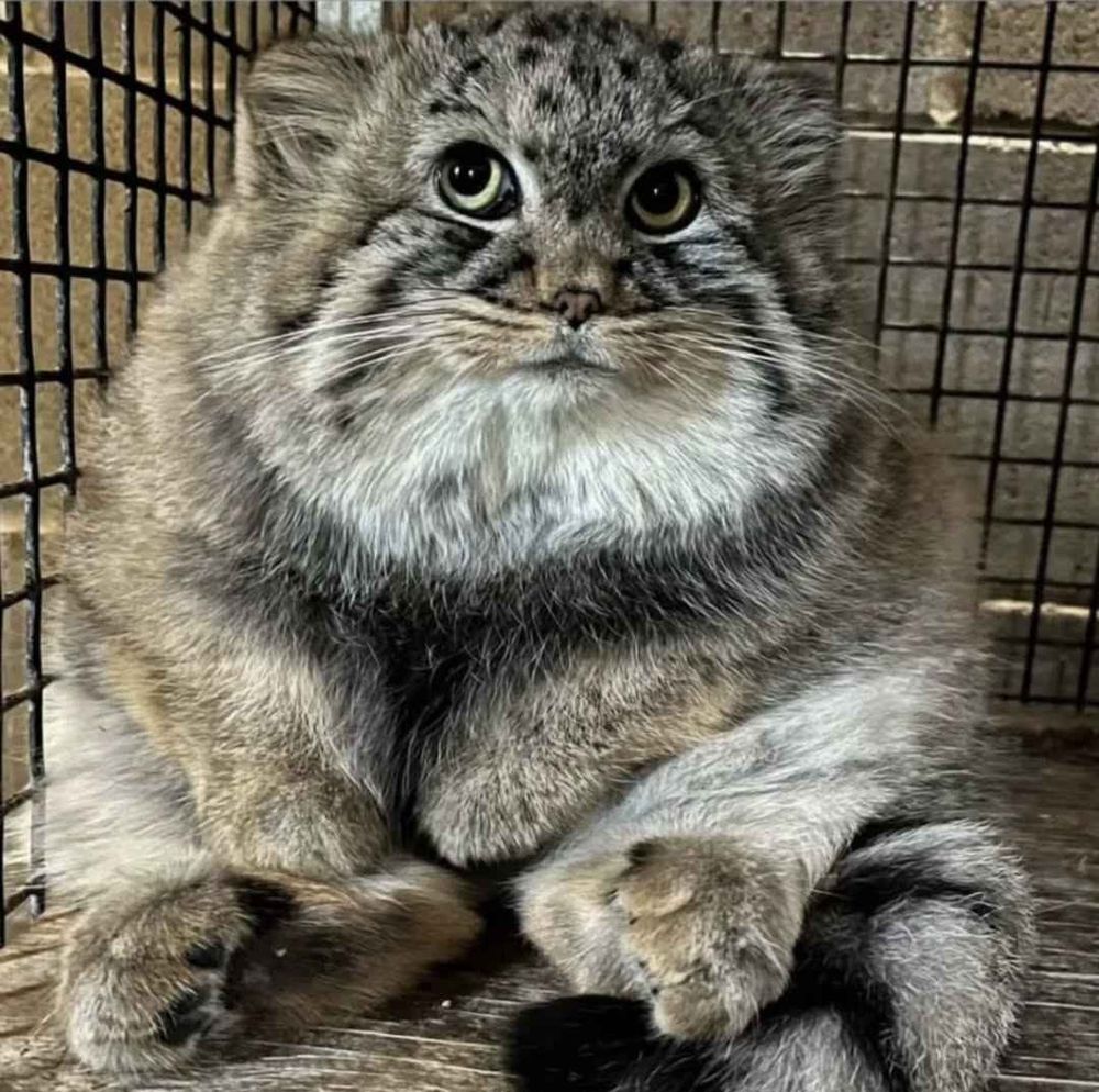 manul or pallas cat (otocolobus manul) sat in a lump in enclosure looking coy