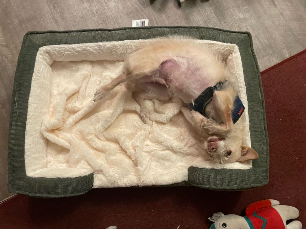 Small blond terrier curled upside down in the corner of a dog bed, begging for belly rubs.