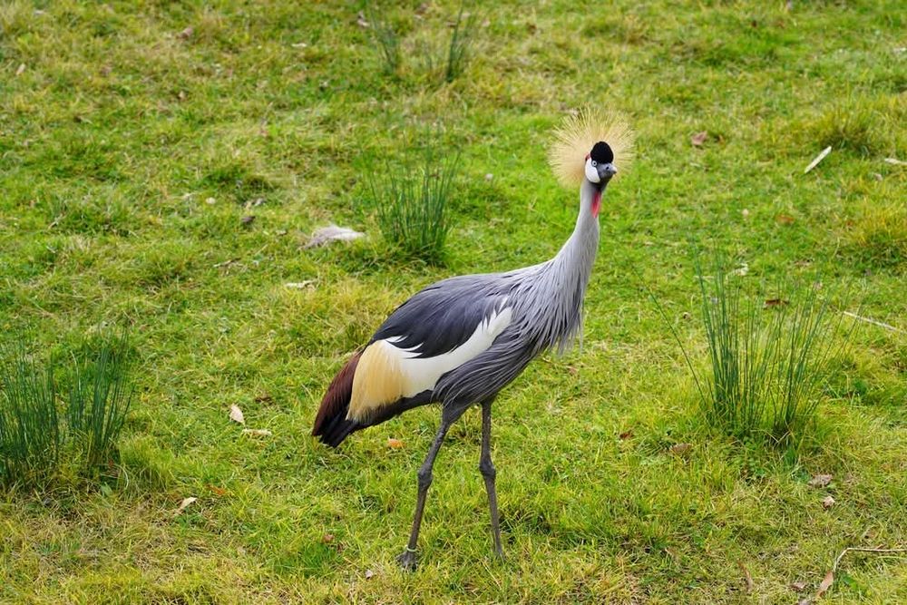 A secretary bird, it has a poofy feather head and a grey body with white, yellow, black and red accents 