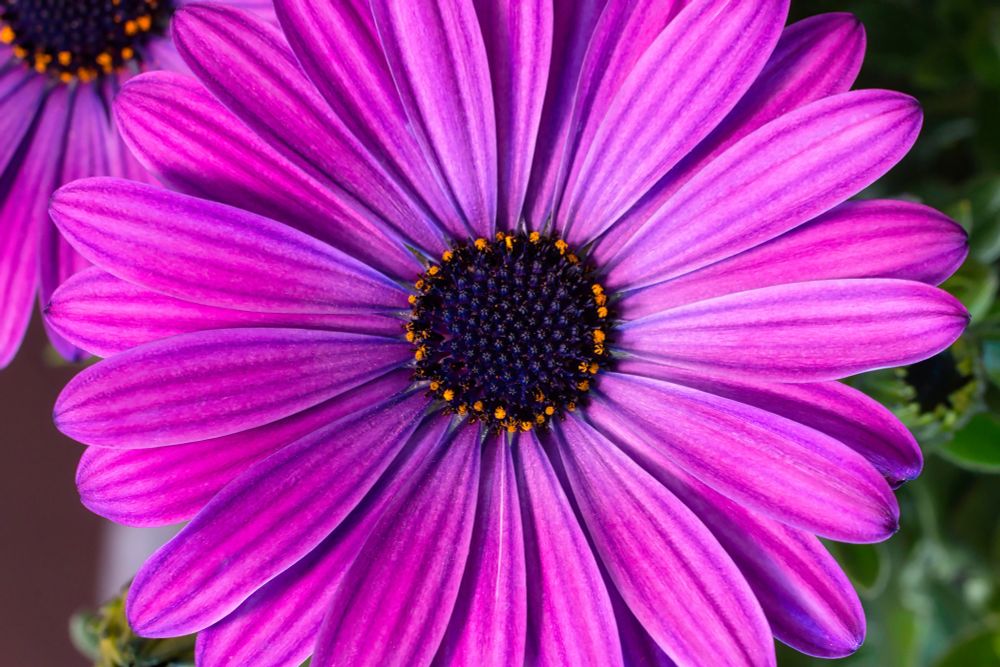 An African daisy. It has light purple petals with dark closed anther at the center with a ring of open anther towards the petals that are open showing a gold/yellow interior.
