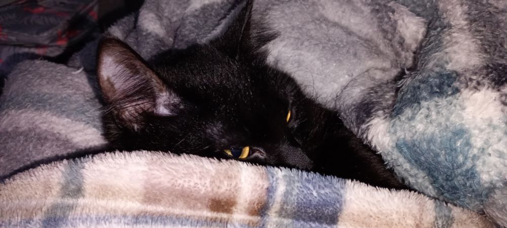 Foto de minha gata preta enrolada em um cobertor sendo possível ver apenas a parte dos olhos e orelhas 