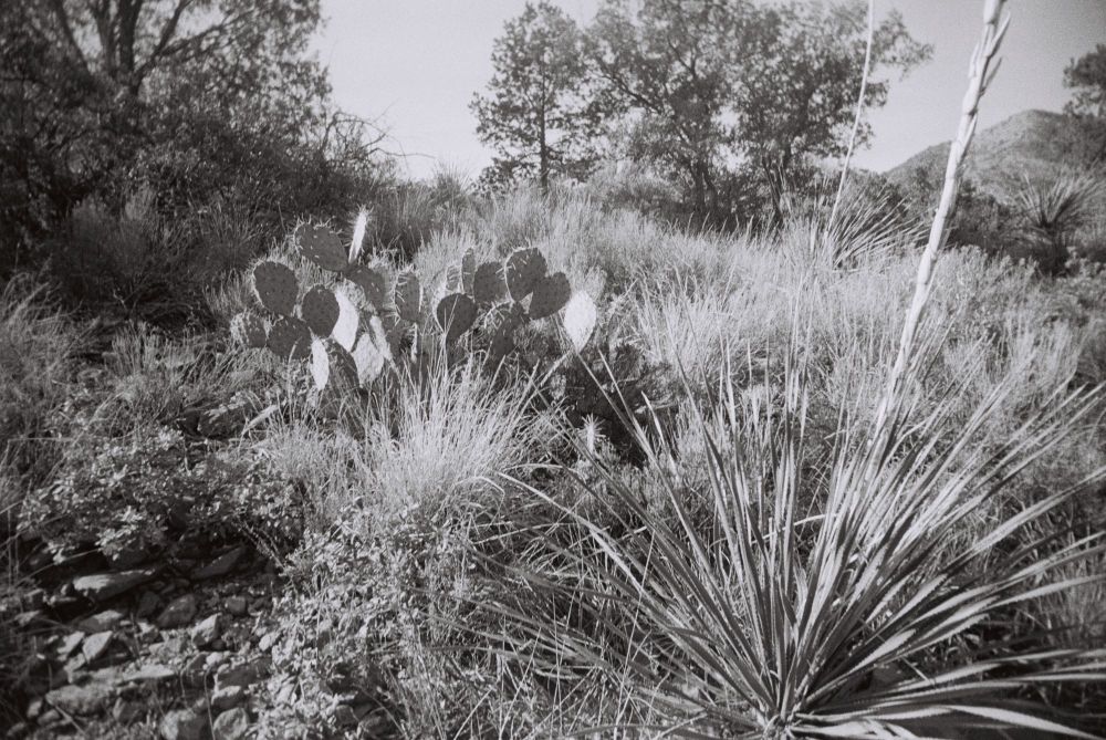 cactus and plants in Big Bend