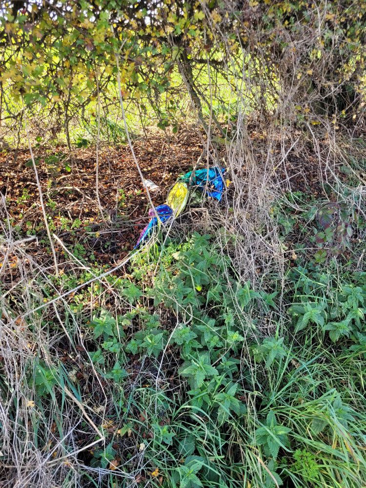 A multicoloured foil balloon littering a hedgerow.