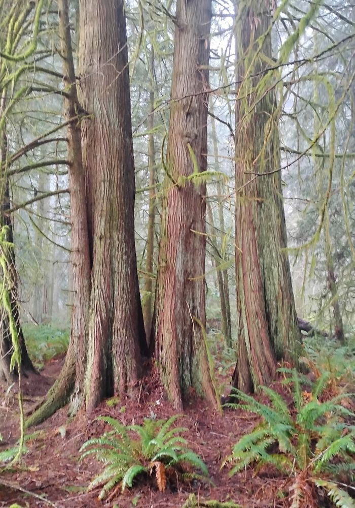 Three trees stand tall in the woods near Olympia. 

Ferns line the forest floor on a foggy morning.