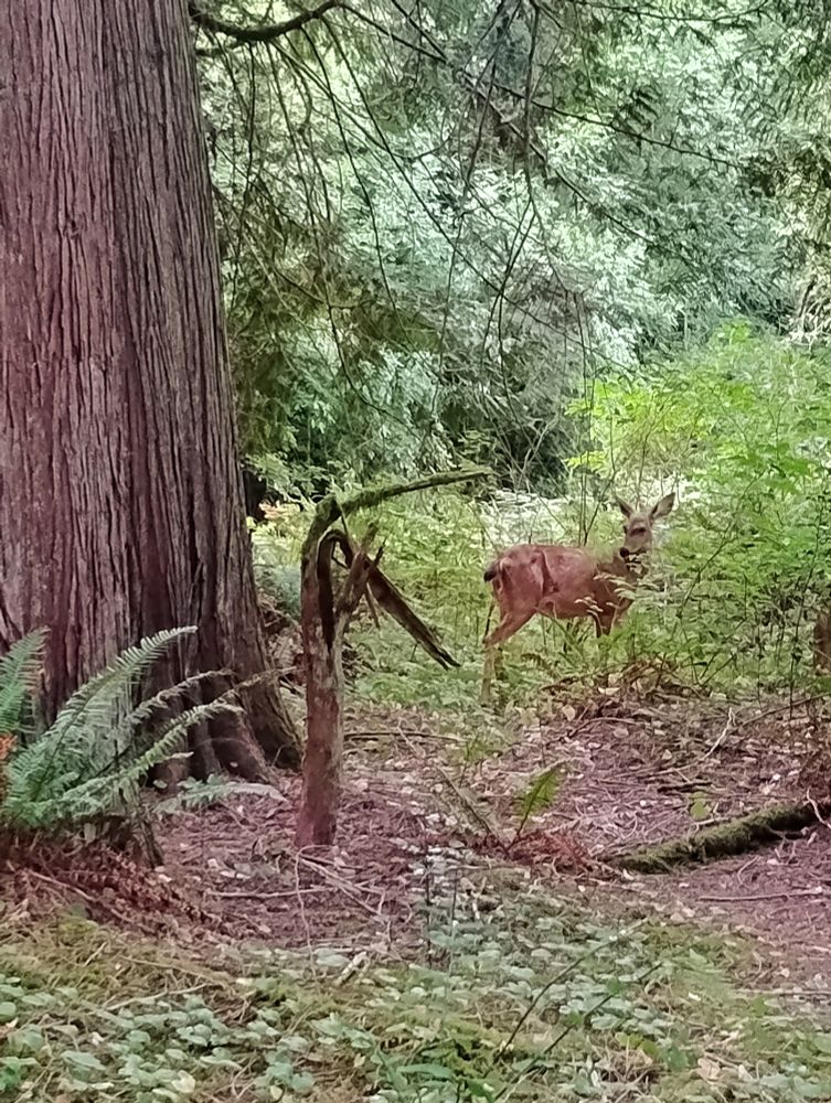 A large evergreen tree trunk to the left 

A stump that appears to have an open mouth and is about to swallow a deer is in the center of the frame.

A brown deer to the right.

Deciduous trees and forest foliage are in the background.

From a hike this weekend in the woods near Olympia.