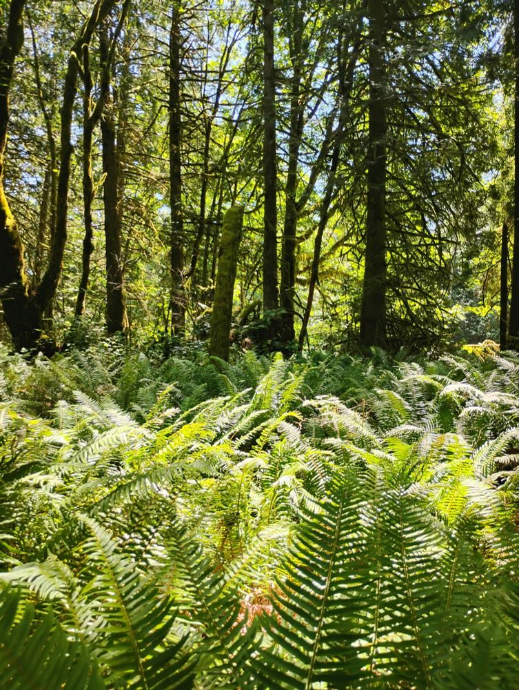 Vividly green ferns in the forest floor in the Quinault Rainforest.

Evergreen trees and foliage are in the background. 

From a June hike in the Pacific Northwest.

