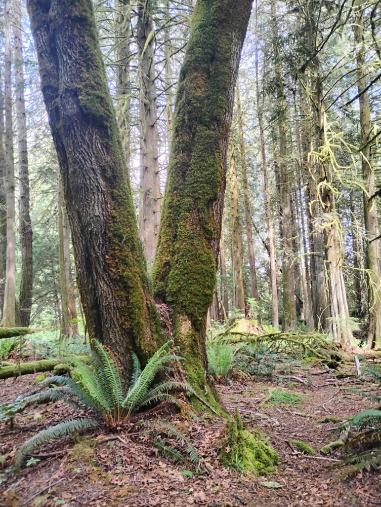 A large deciduous tree forms a V in the Quinault Rainforest.

There are ferns along the forest floor. 

Evergreen trees and blue skies are in the background. 

From my annual Father's Day hike.