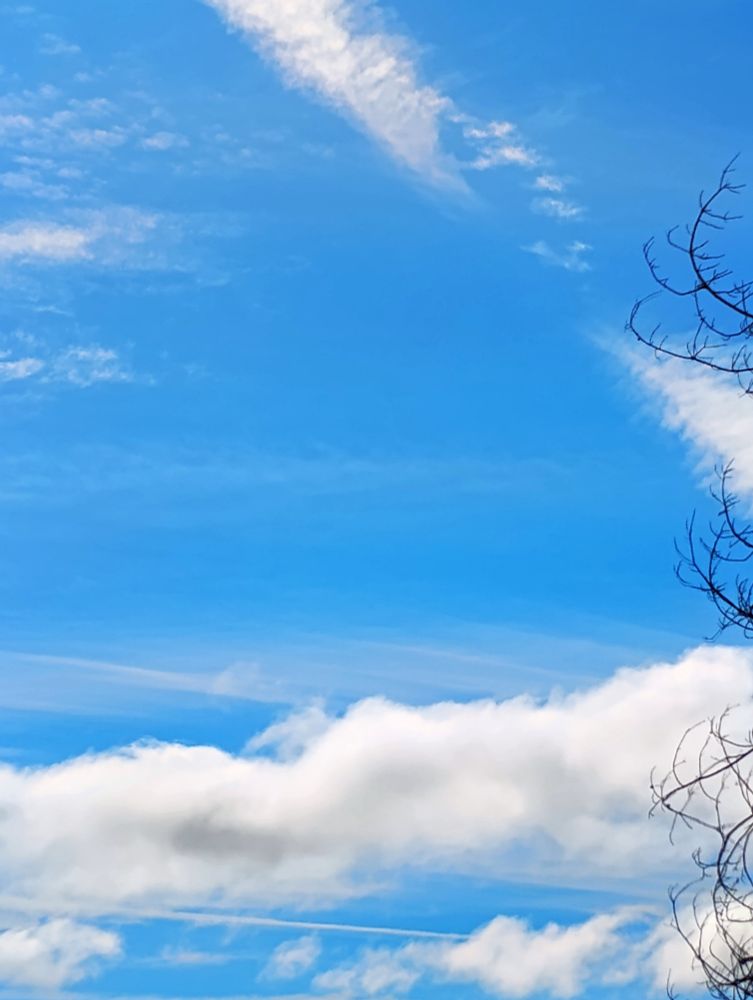 Blue skies and white clouds above Olympia on a hot summer day. 

Small tree branches line the frame to the right.