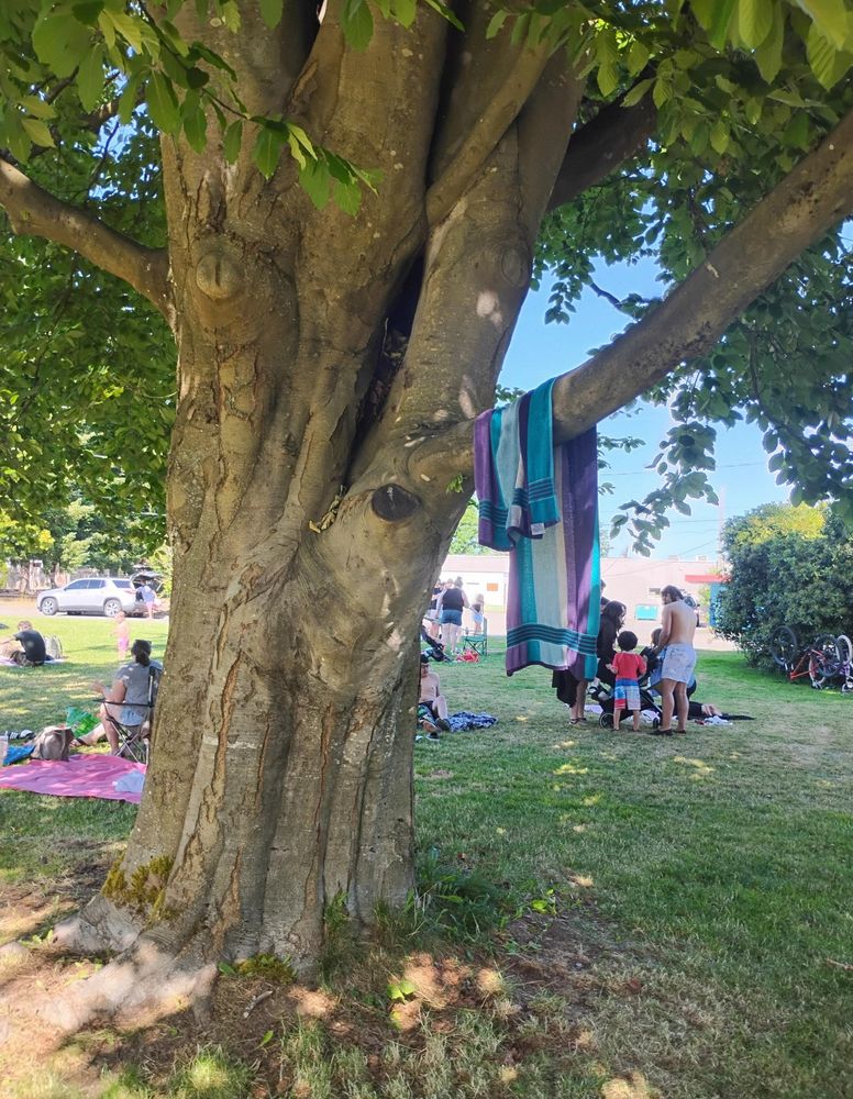 A deciduous tree in Woodruff Park in west Olympia.

A colorful towel is hanging off one of the branches.

Families enjoying the children's water feature at the park are in the background.
