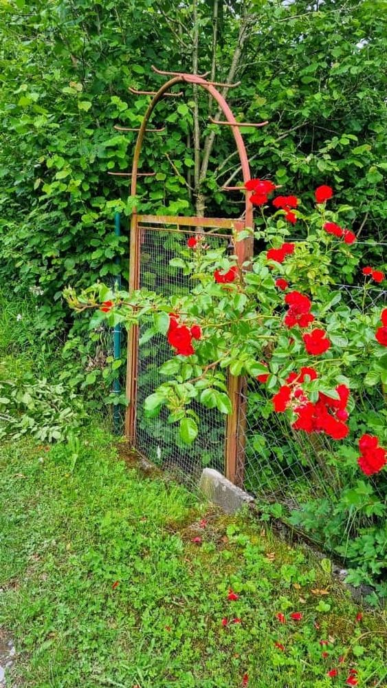 Die Abbildung zeigt einen Zaun an einem Gartenweg, der von üppigem Grün und lebhaften roten Rosen gesäumt ist. Im Zentrum des Bildes befindet sich ein rustikales Gartentor aus Metall, das von einem Rosenbogen gekrönt wird. Das Tor ist mit einem Drahtgeflecht versehen.
Rechts vom Tor blühen zahlreiche rote Rosen in voller Pracht, ihre leuchtenden Blüten bilden einen starken Kontrast zum grünen Laub.