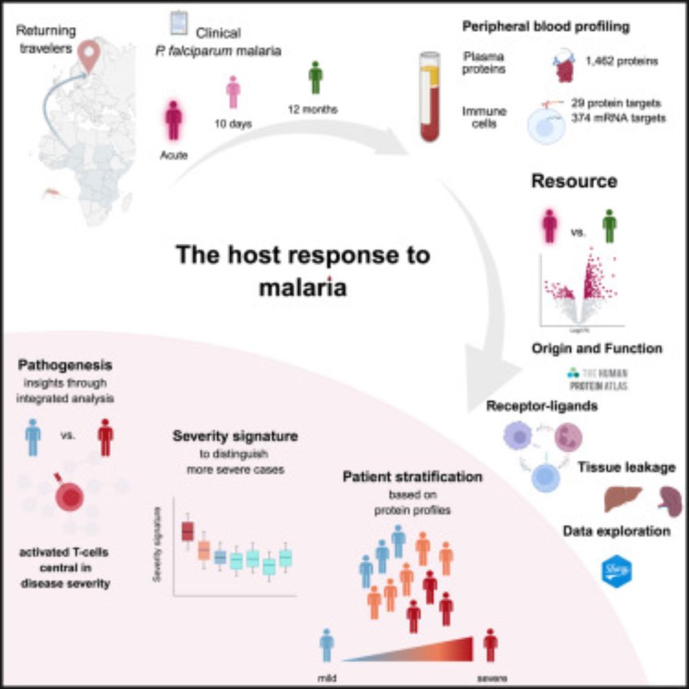 While the immune response to Plasmodium falciparum malaria has been studied extensively,
the circulating proteome and its cellular origins remain poorly characterized. Lautenbach
et al. address this b...