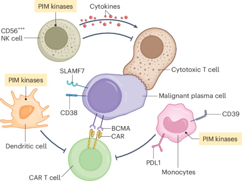 Deciphering the response to BCMA CAR T cell therapy - Nature Cancer