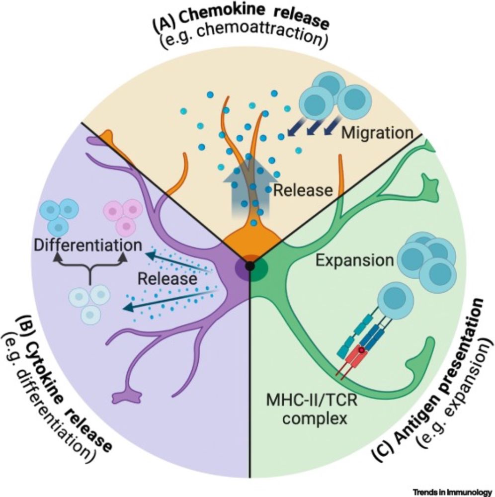 Emerging roles of astrocytes as immune effectors in the central nervous system