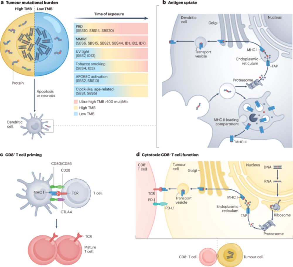 Tumour mutational burden: clinical utility, challenges and emerging improvements - Nature Reviews Clinical Oncology