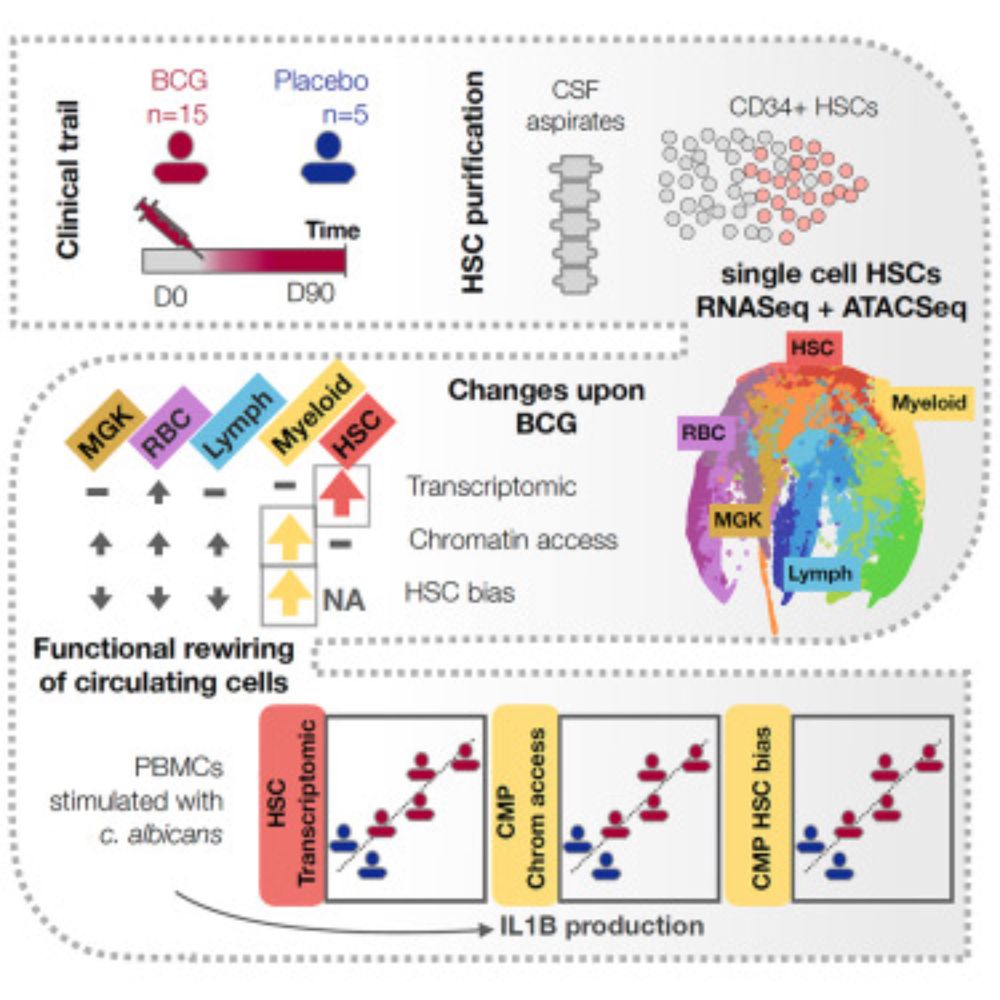 BCG vaccination alters the epigenetic landscape of progenitor cells in human bone marrow to influence innate immune responses