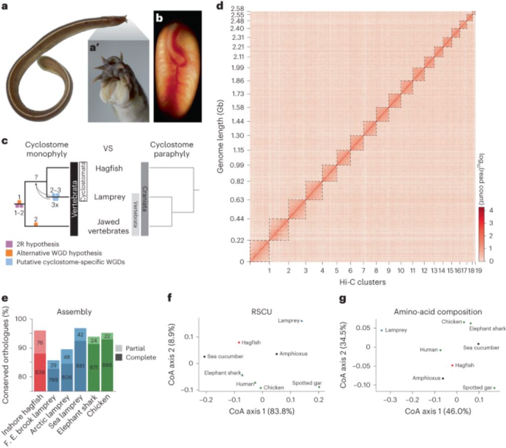 Hagfish genome elucidates vertebrate whole-genome duplication events and their evolutionary conseque...