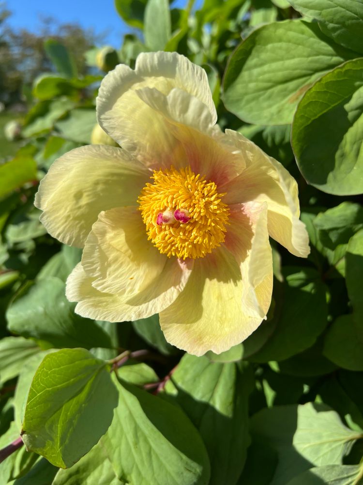 Joku pioni… en muista nimeä 