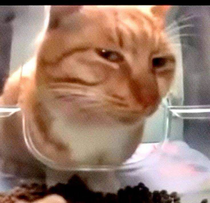 the suspicious cat (less pretty than me)