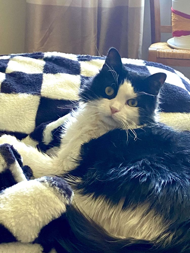 A black and white long-haired cat lounges on a checkered black-and-white blanket, gazing directly at the camera with wide, curious yellow eyes. The cat’s fur closely mirrors the blanket’s bold checkerboard pattern, creating a subtle camouflage effect that makes its form blend into the background at a glance.
