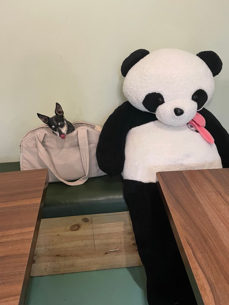 パンダ🐼とわんちゃん