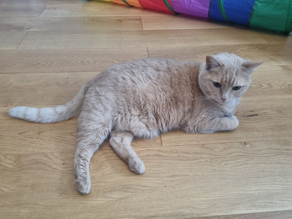 An orange cat is lounging on a wooden floor, in front of a rainbow tube.