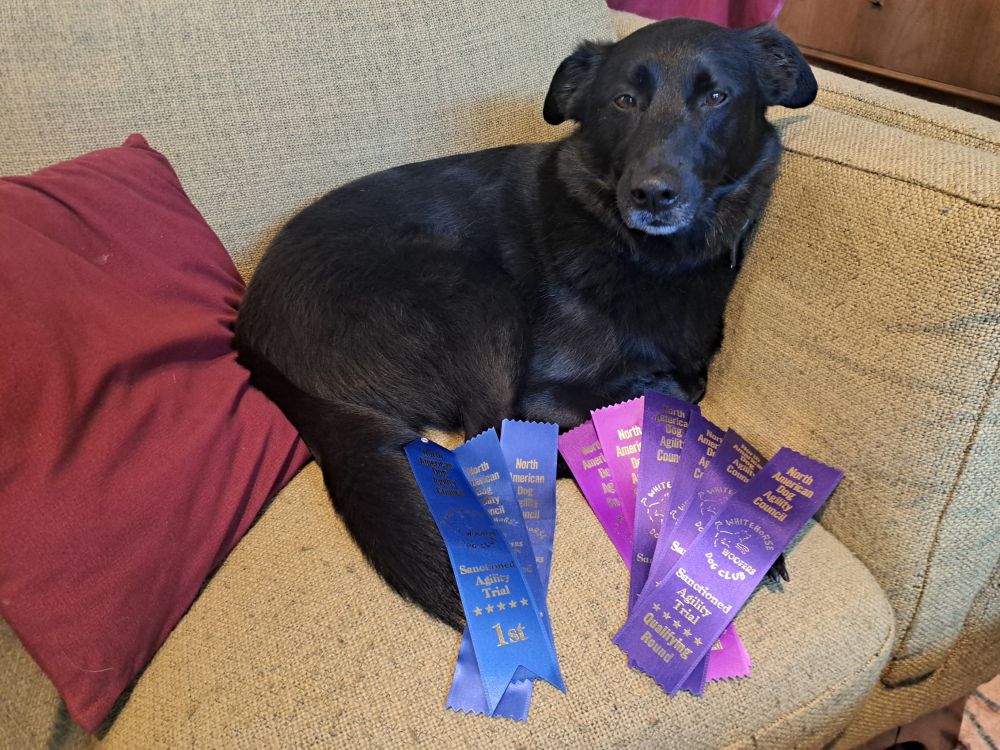 Black dog with blue, pink and purple ribbons?