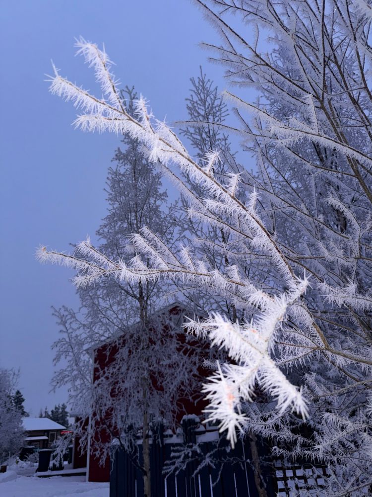 Flash on a branch of hoar frost on a tree