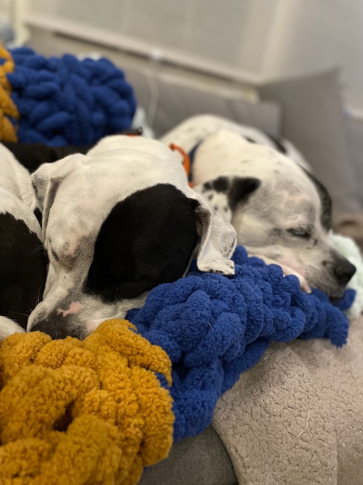 Two adorable dogs with eye patches