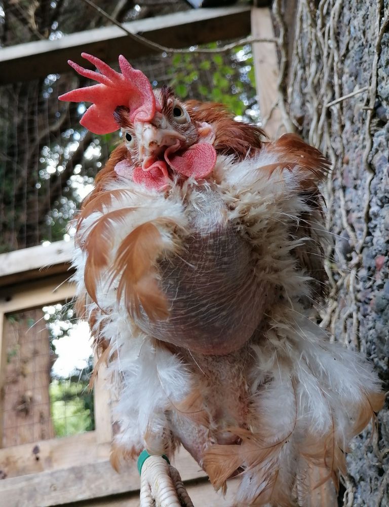Looking up at an almost bald little brown hen. She is standing on one foot looking directly at the camera. 