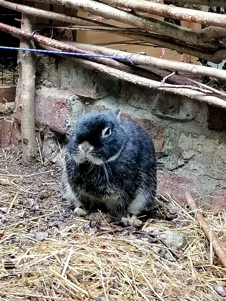 A little black bunny sat with his ears back looking unimpressed. 