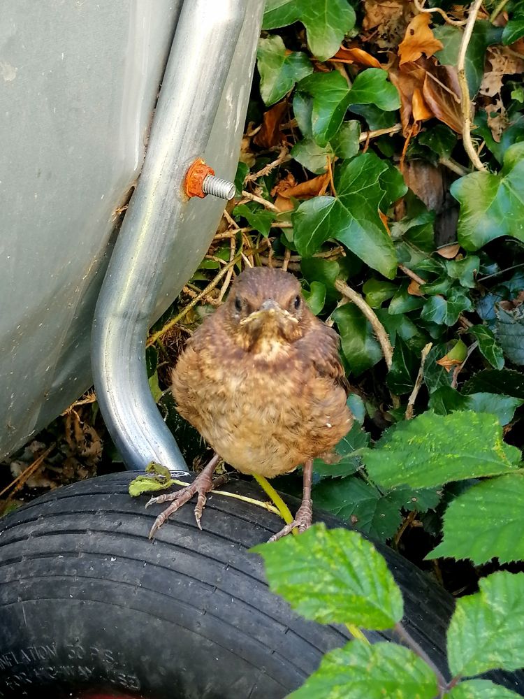 A brown speckled baby blackbird looking directly at the camera, sat on a wheelbarrow. 