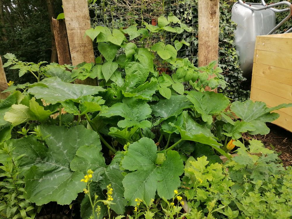 Large courgette plants amongst others. 