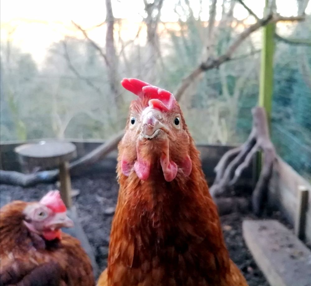 A little brown hen looking directly at the camera with an inquisitive look. A little brown hen sat behind both inside an enclosure. 