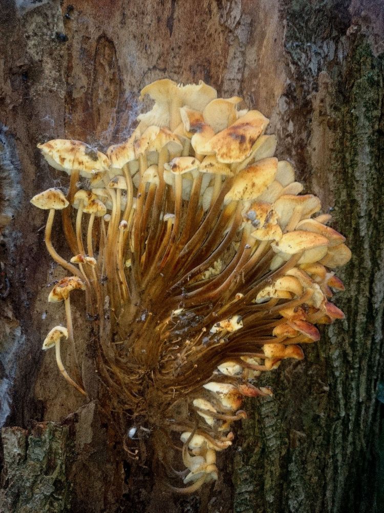 Large group of mushrooms growing on a tree with very long stems that has allowed them grow out from behind the fallen off tree bark.