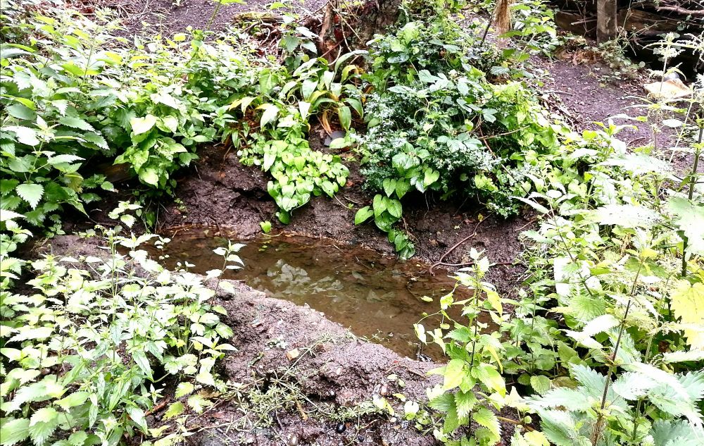 A water filled hole in a bank surrounded with greenery. 