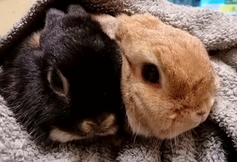 Two rabbits in a blanket, one black with a white nose and one honey coloured. 