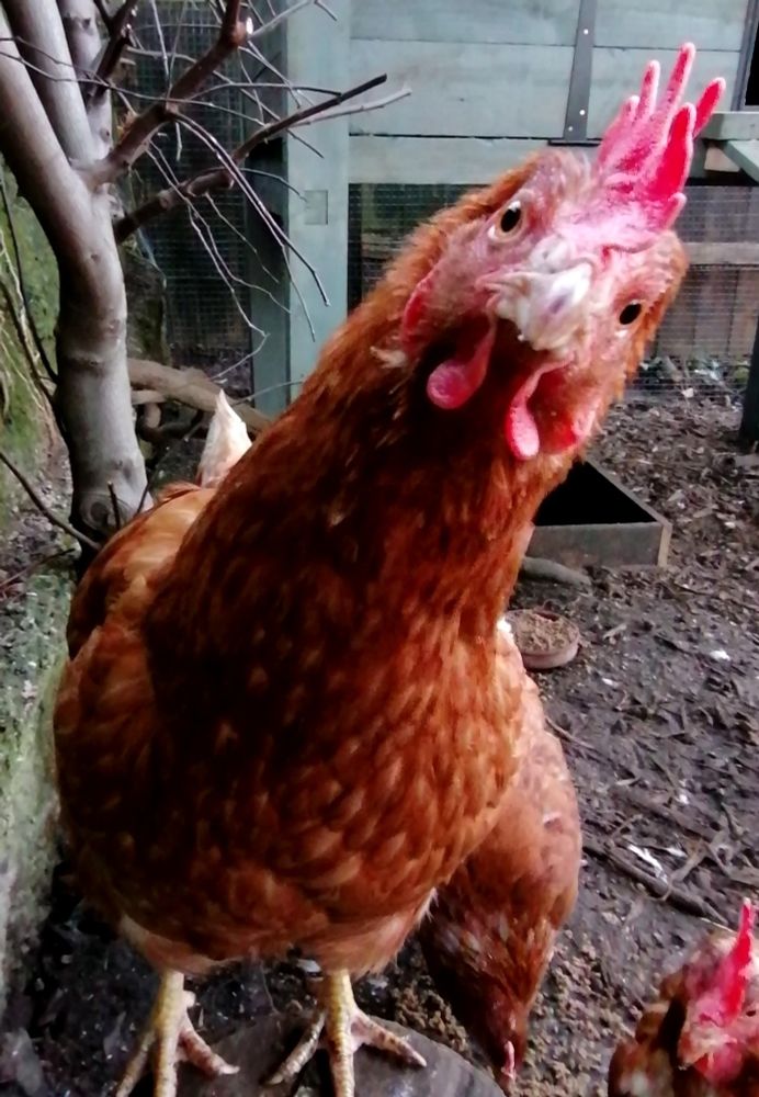 A little brown hen looking straight into the camera with her head tilted to one side, standing on a log inside an enclosure. 