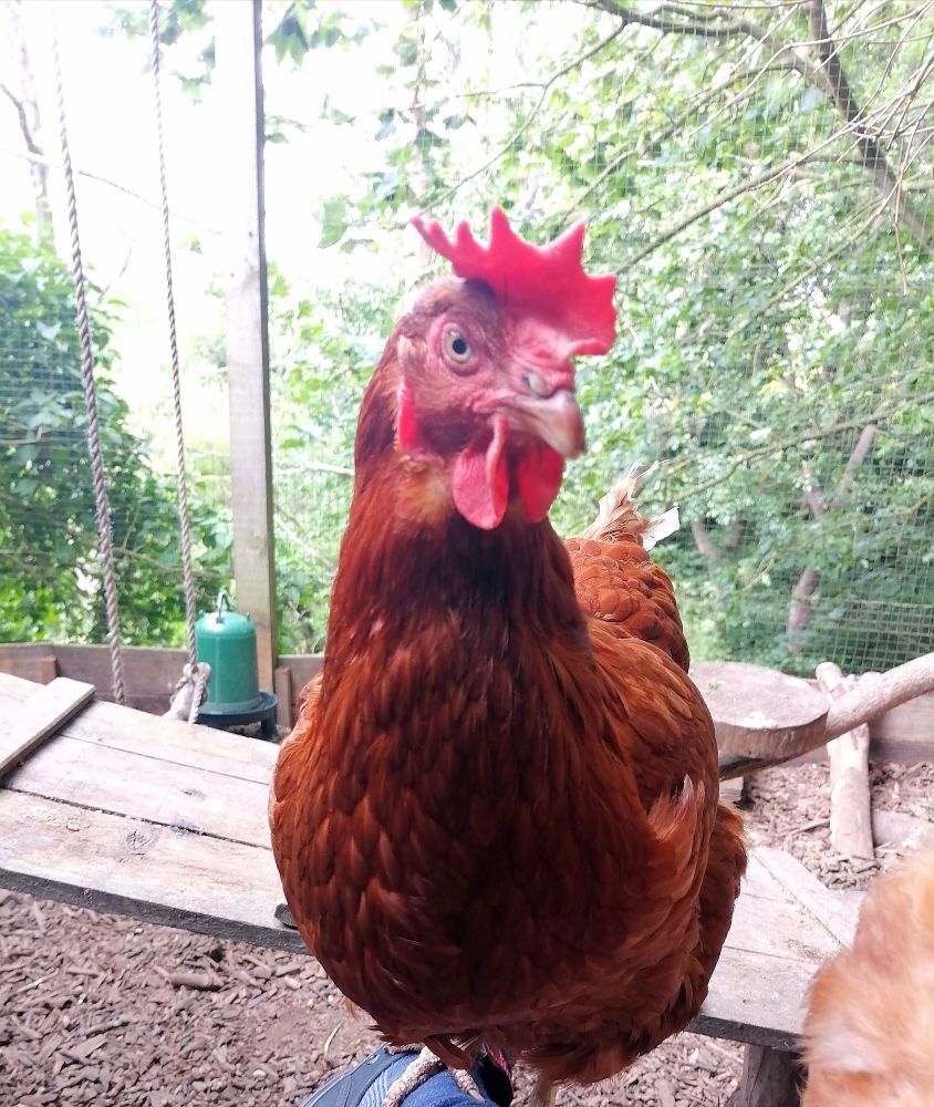 A little brown hen looking at the camera with one eye rather angrily inside an enclosure. 