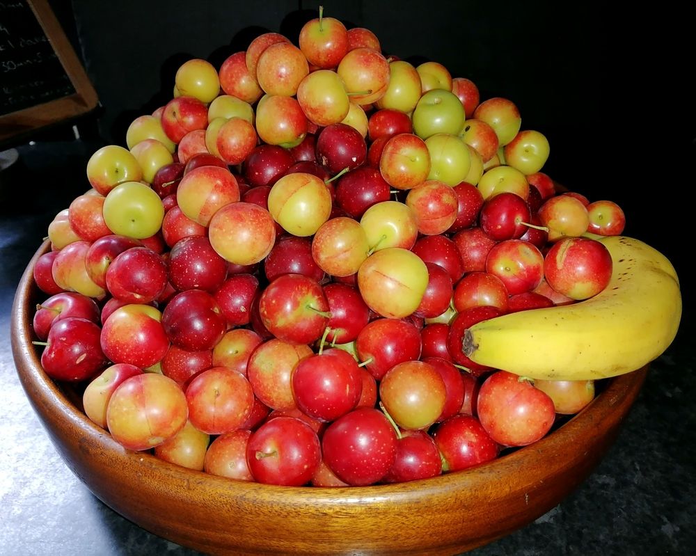 A large wooden bowl filled to bursting with small plums and a banana for scale. 