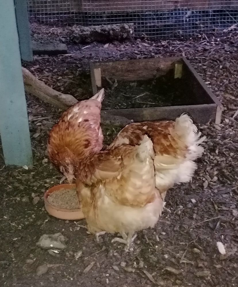 Three little brown hens sharing a food bowl