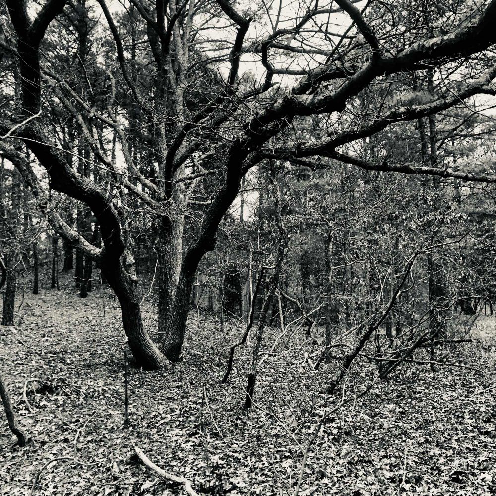 Black and white photo of a distinctive tree in a forest 
