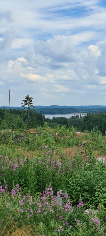 Näkyy aukolla horsmaa, kauempana metsää ja järvi, nimeltään kiviselkä. Taivas, jossa pilviä. 