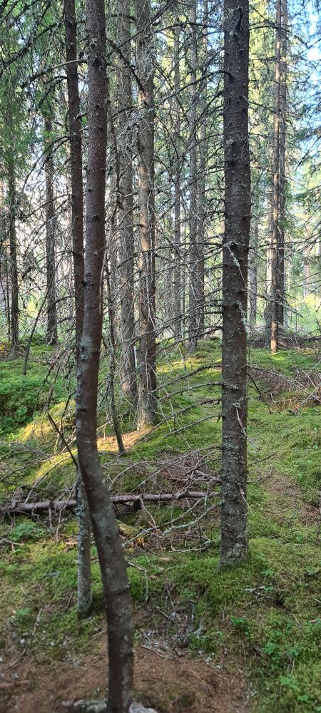 Kuvassa kuusimetsää 