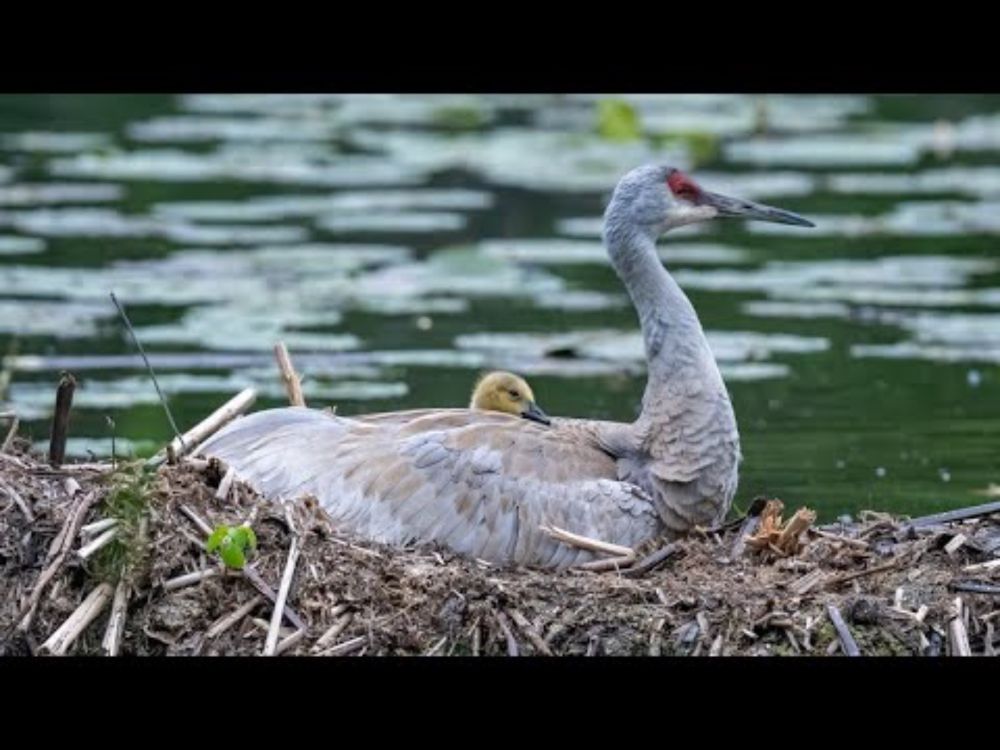 Sandhill Cranes Raising a Colt and a Canada Gosling!
