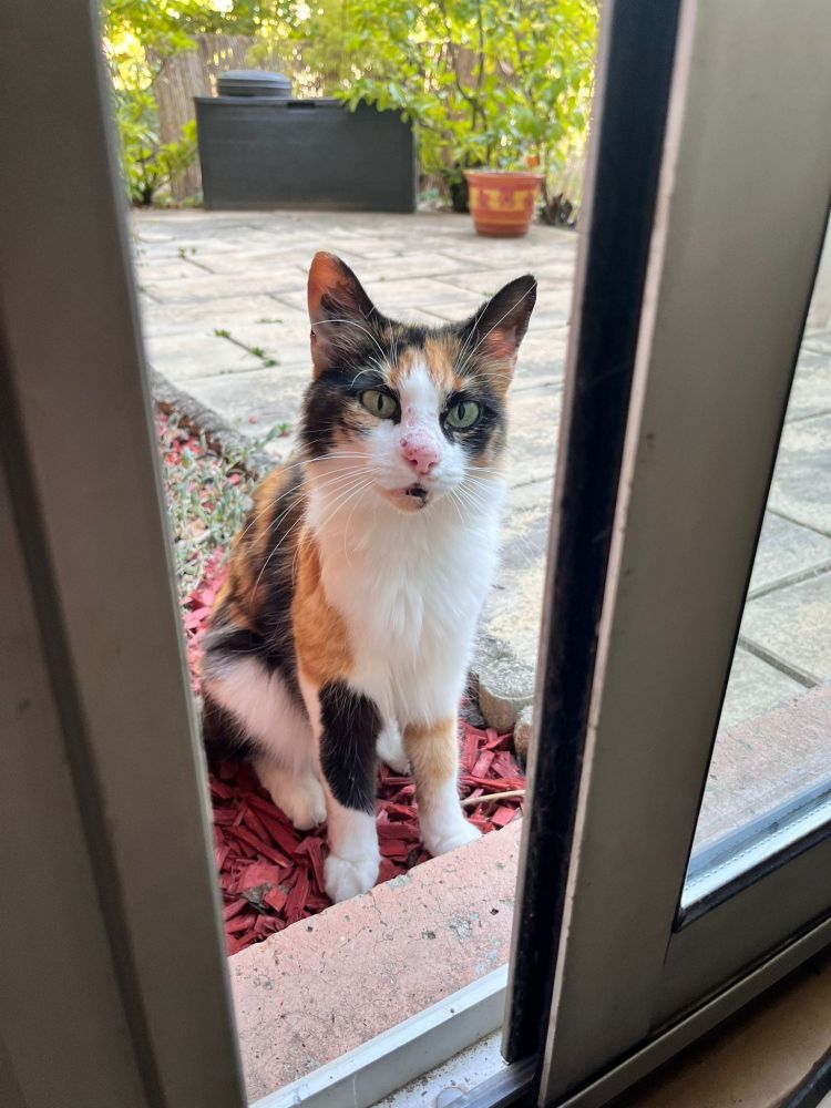 Chatte tricolore (blanche, noire et rousse) assise dans le jardin sur le pas de la véranda. Elle regarde droit devant elle.