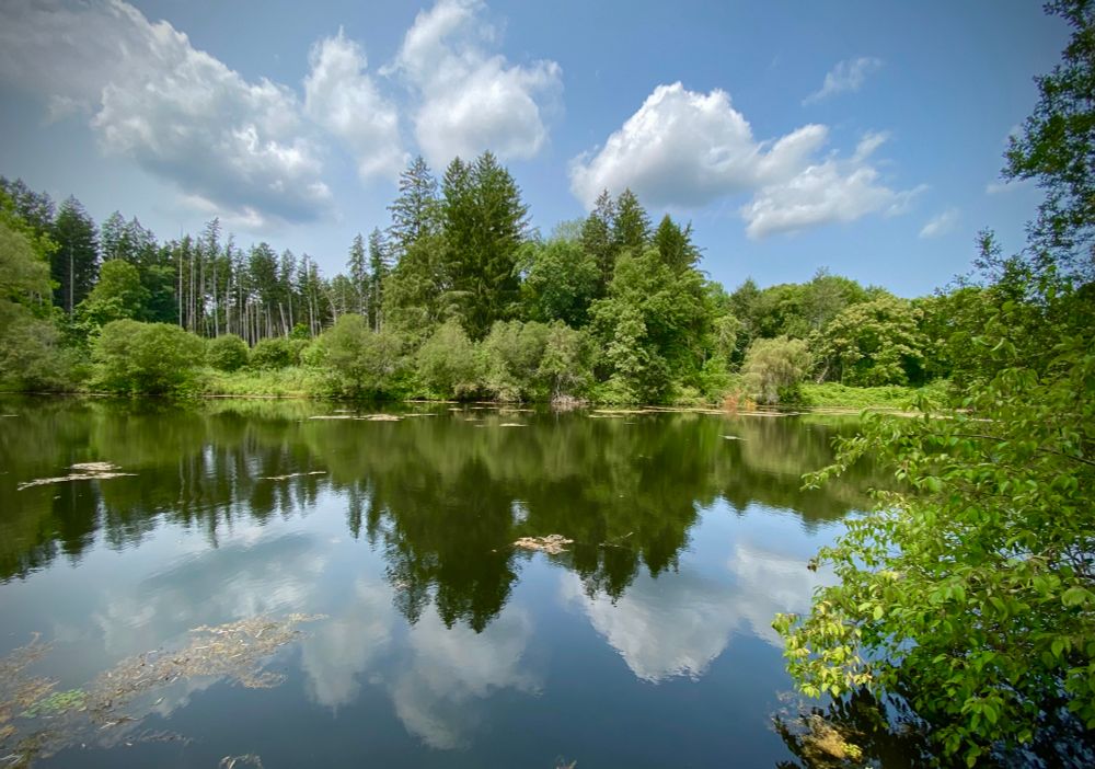 blue sky, clouds, trees reflected on water